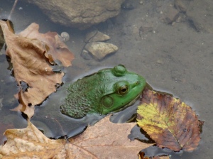 Bullfrog in Missouri