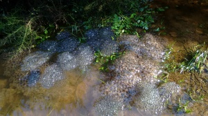 Common frog spawn in County Cork, Ireland