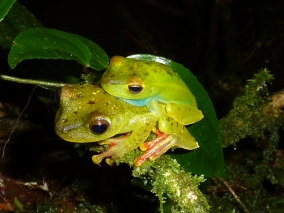 Mating pair of Hypsiboas rufitelus at La Selva, Costa Rica